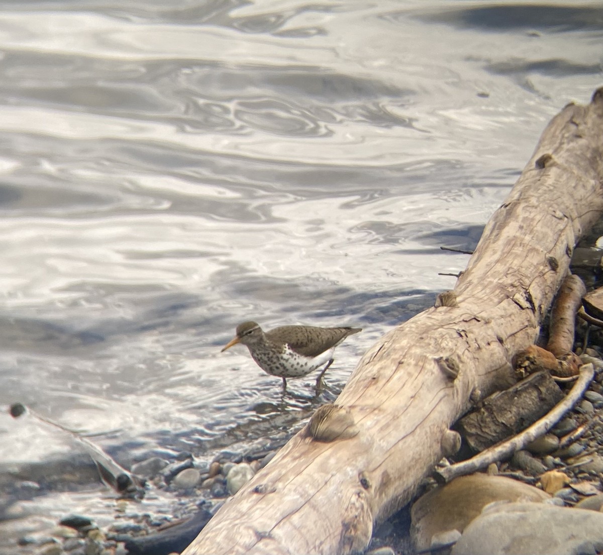 Spotted Sandpiper - ML619644337