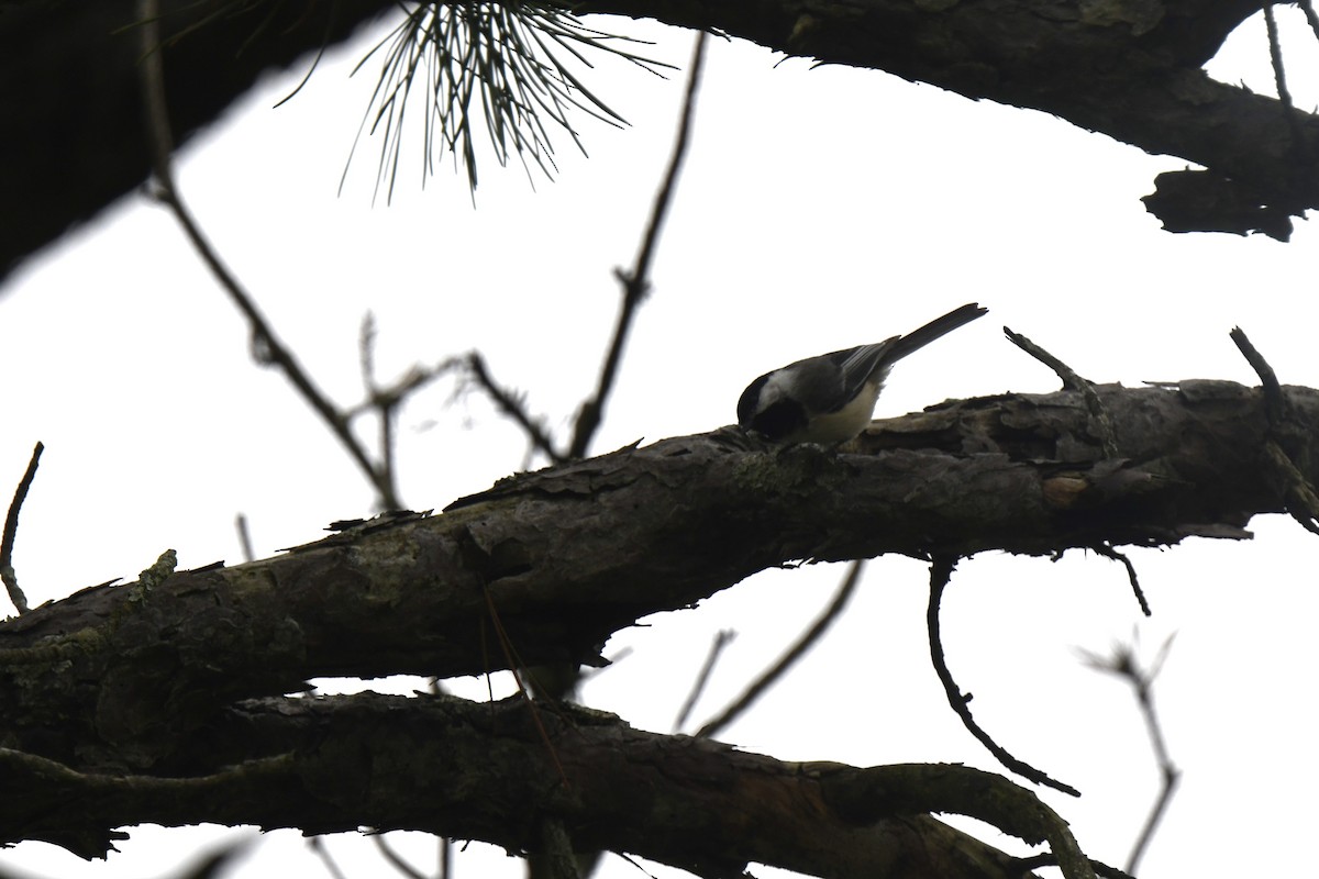 Black-capped Chickadee - Kazumi Ohira