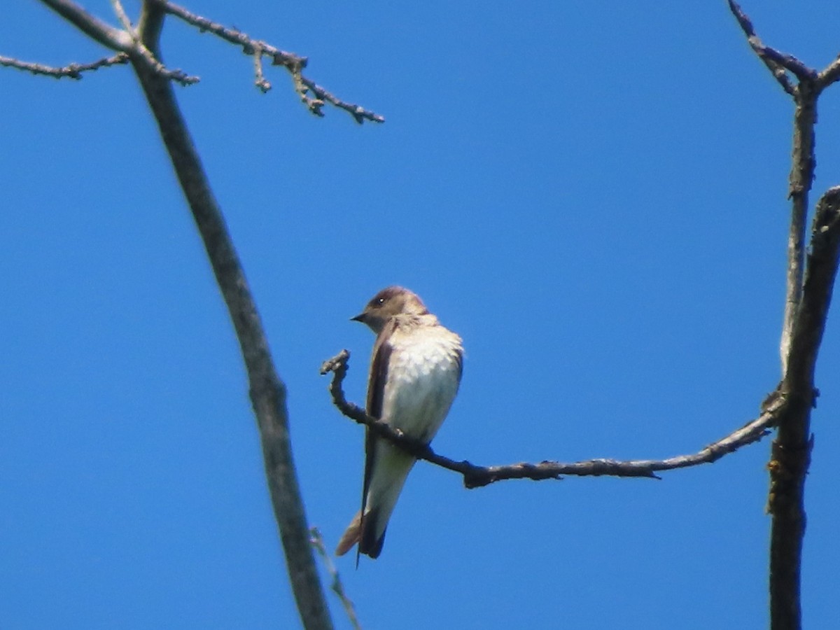 Northern Rough-winged Swallow - Jennifer Segrest