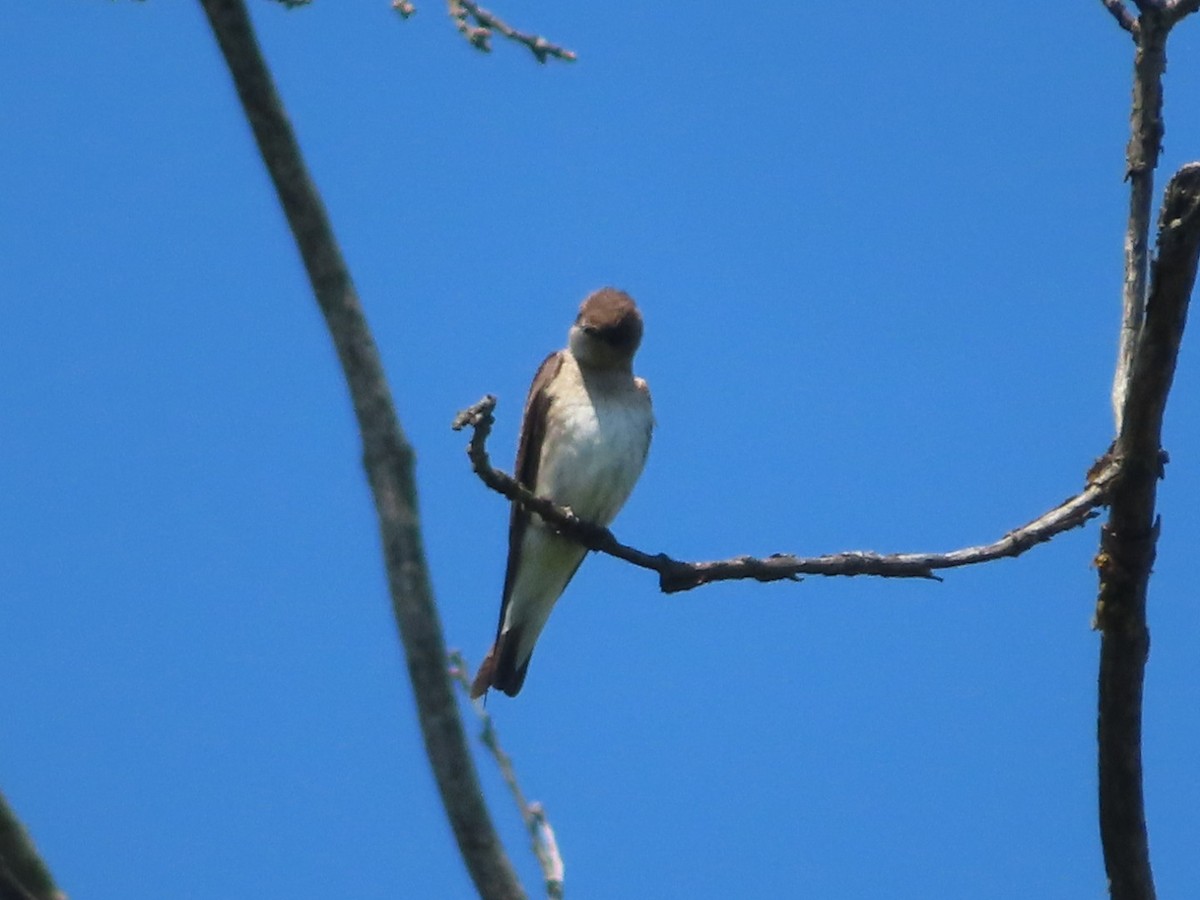 Northern Rough-winged Swallow - Jennifer Segrest