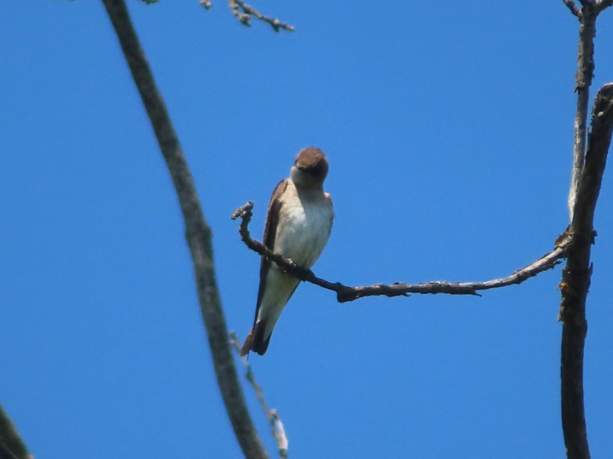 Hirondelle à ailes hérissées - ML619644350