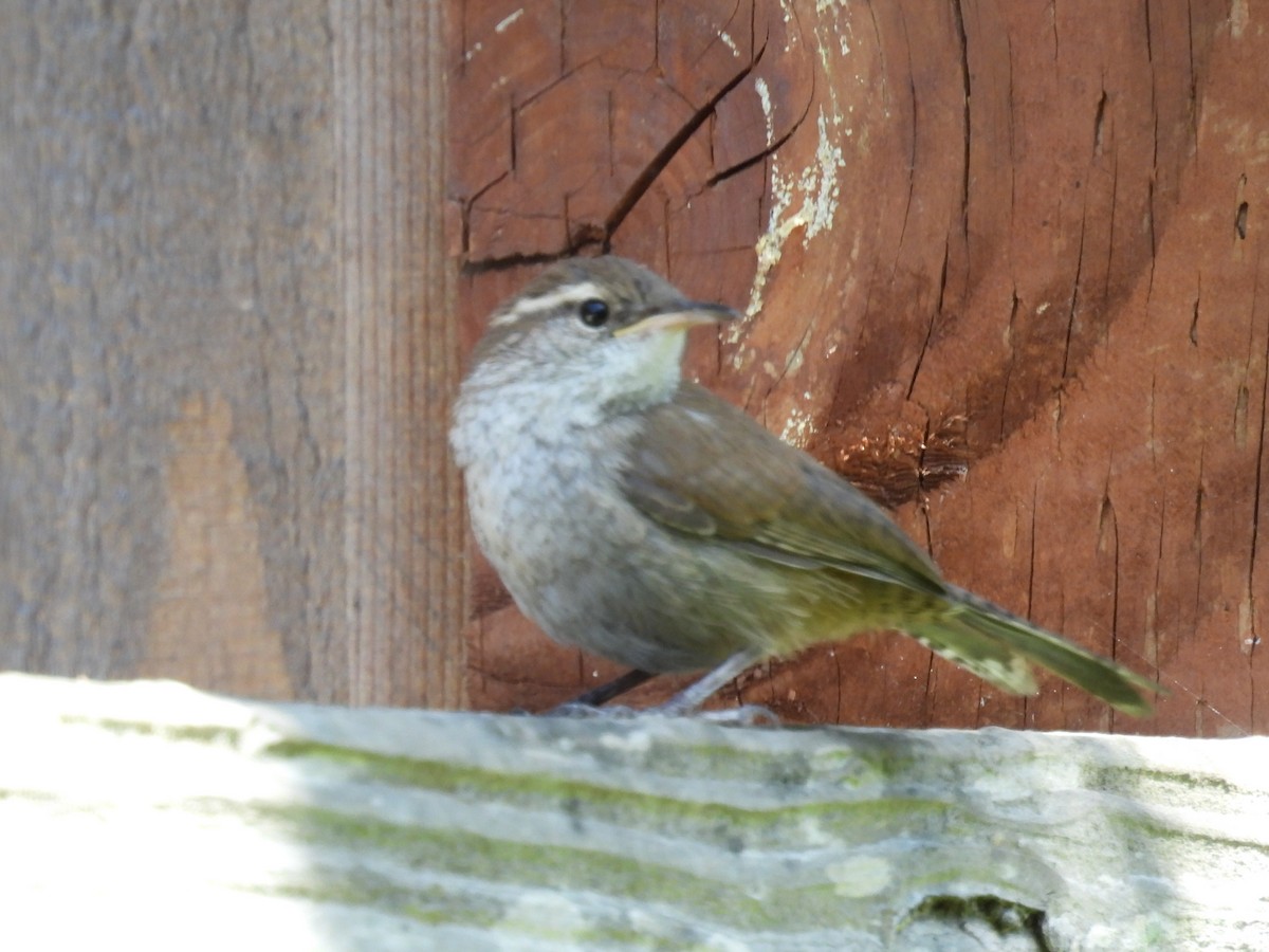 Bewick's Wren - Lola Ross