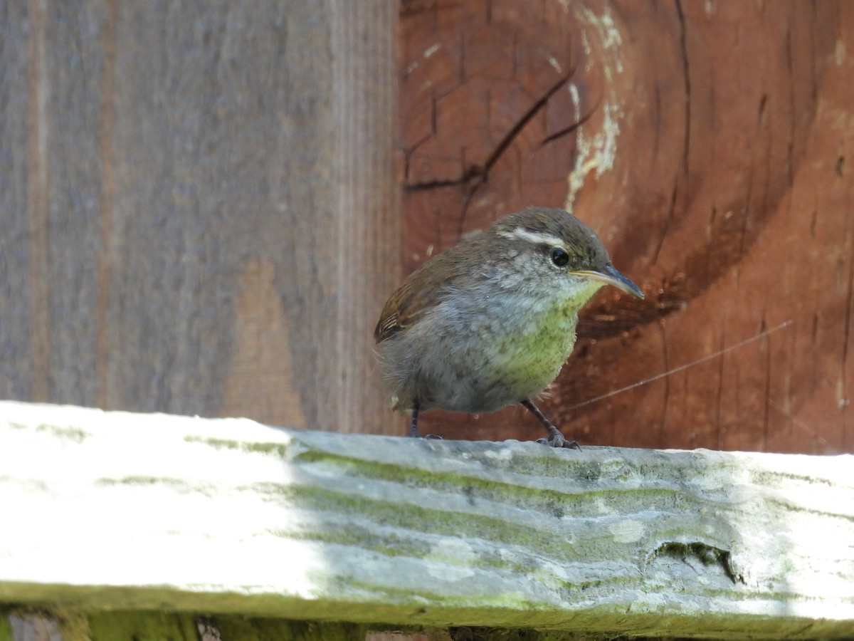 Bewick's Wren - Lola Ross