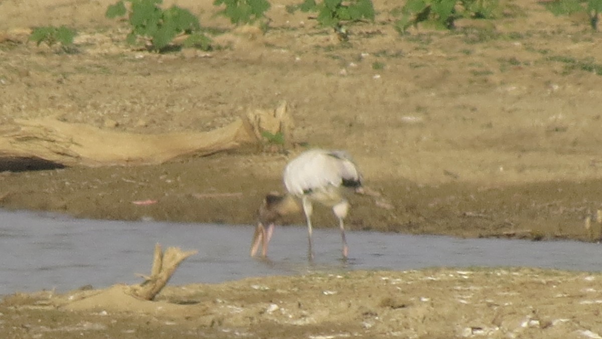 Wood Stork - EDWAR ROMERO