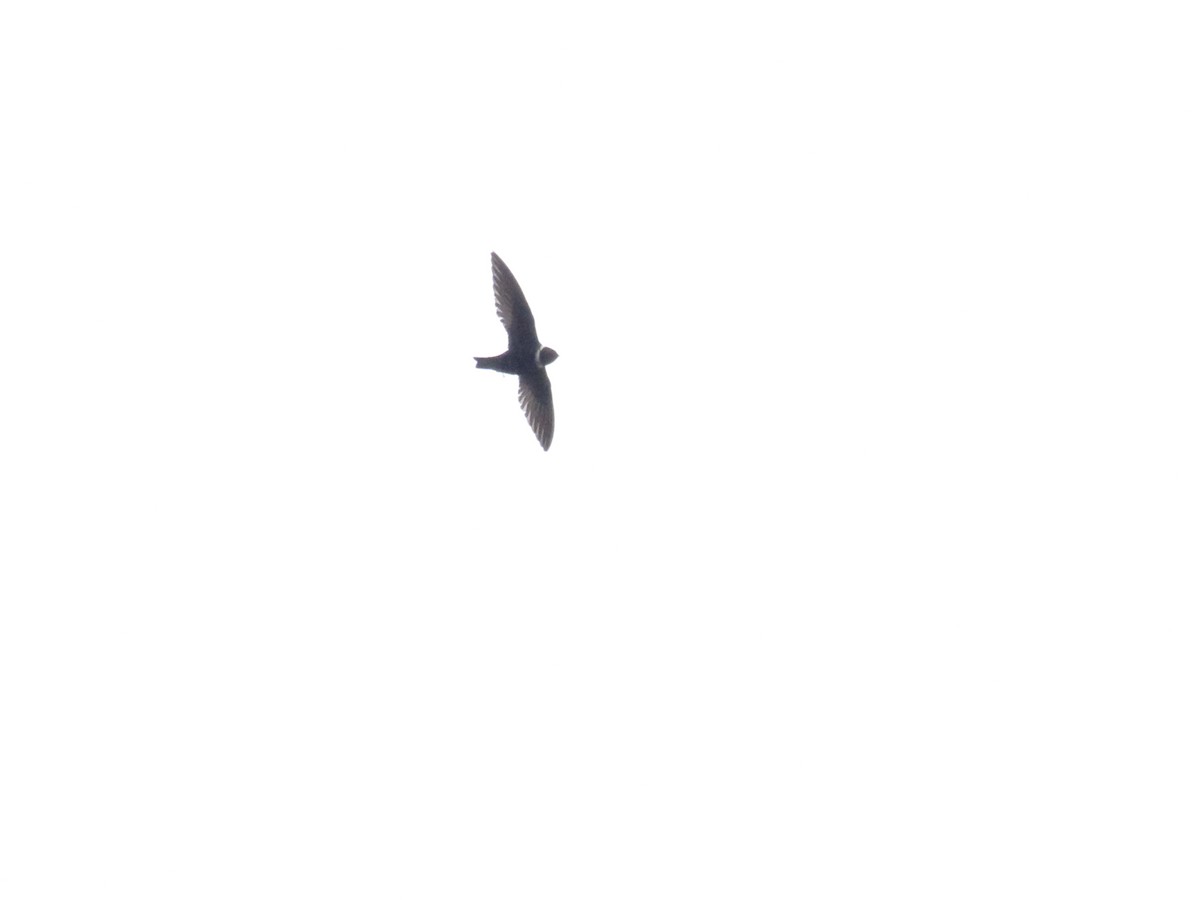 White-collared Swift - ML619644358