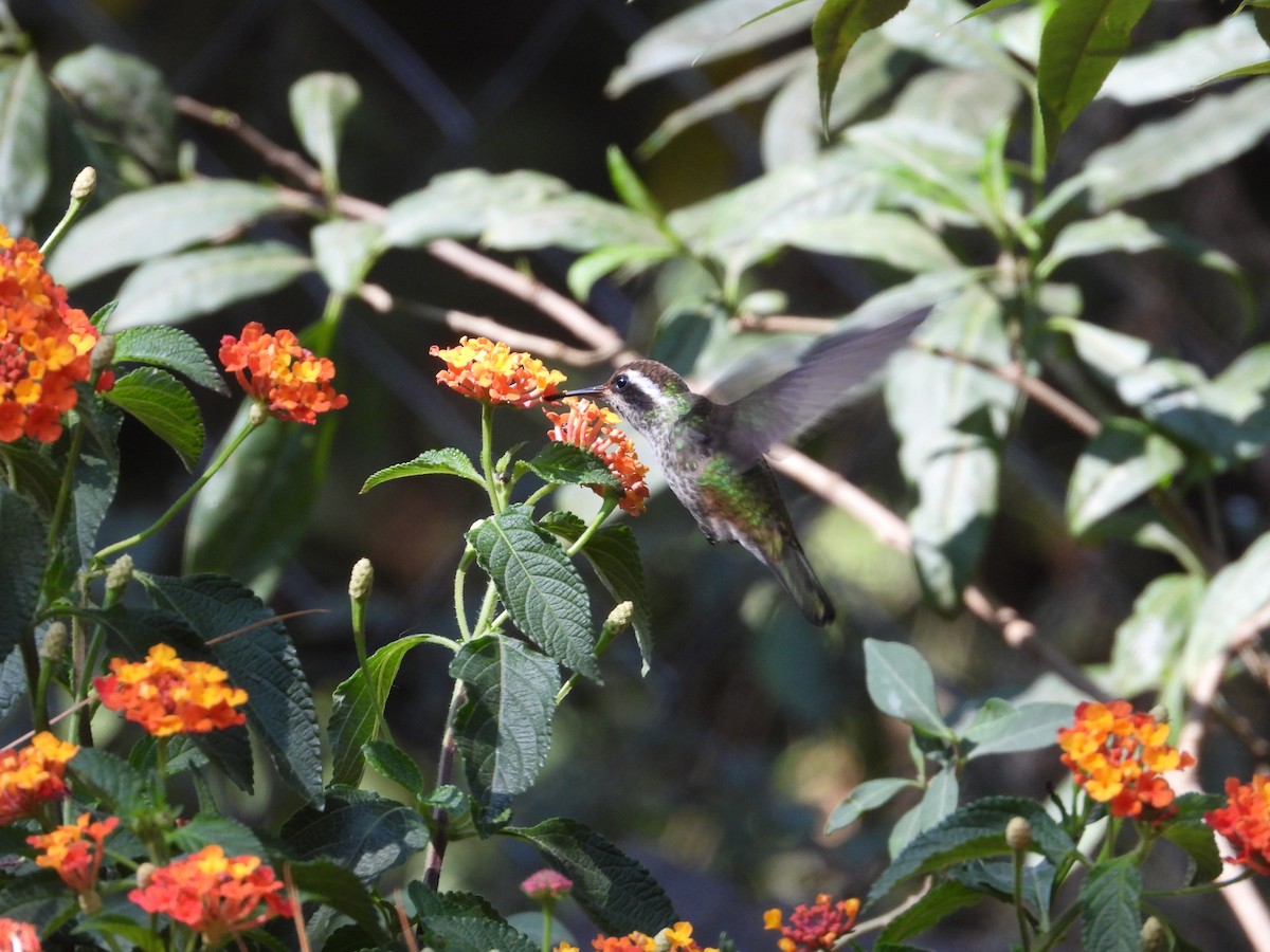 White-eared Hummingbird - Nancy Dunn