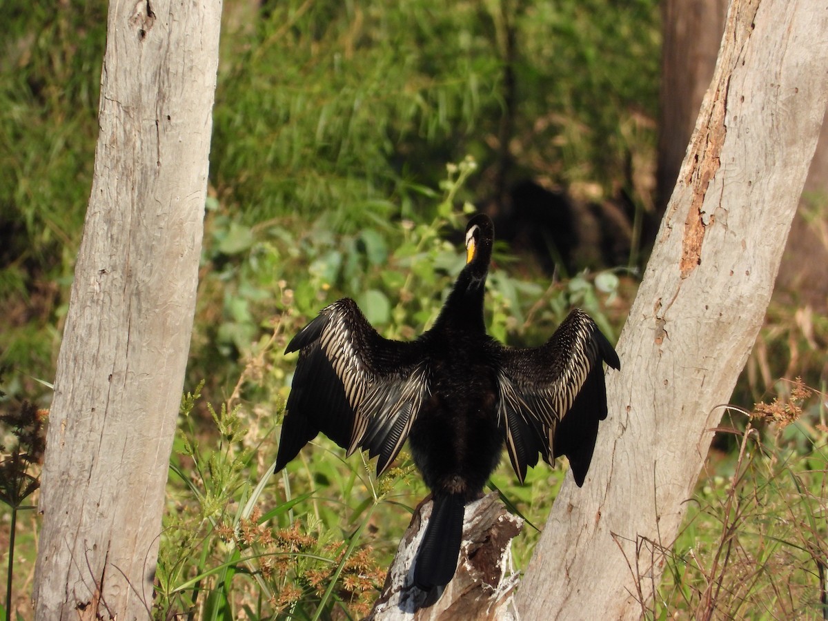 Australasian Darter - Cherri and Peter Gordon