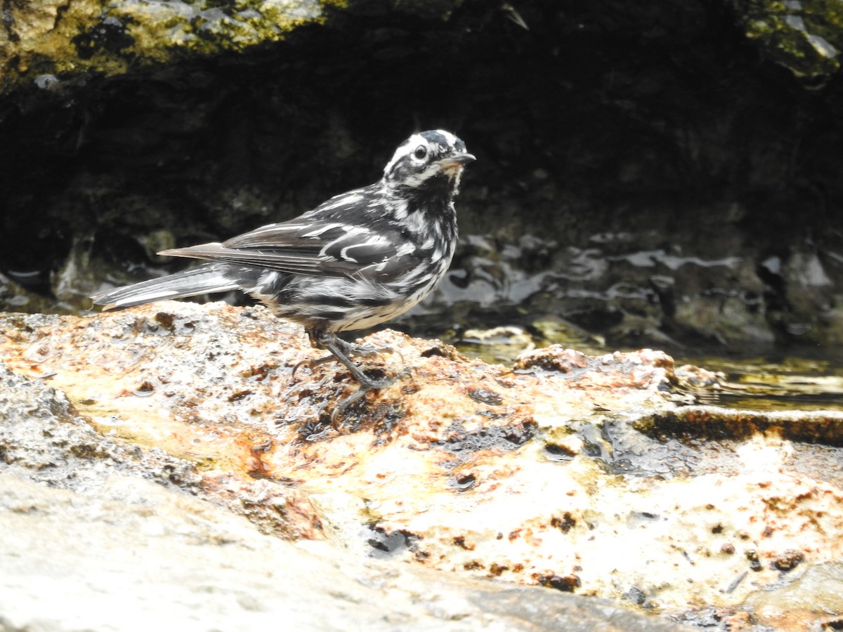 Black-and-white Warbler - Ulrike Judkins