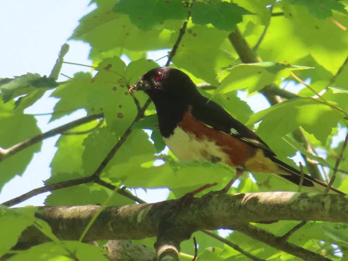 Eastern Towhee - Jennifer Segrest