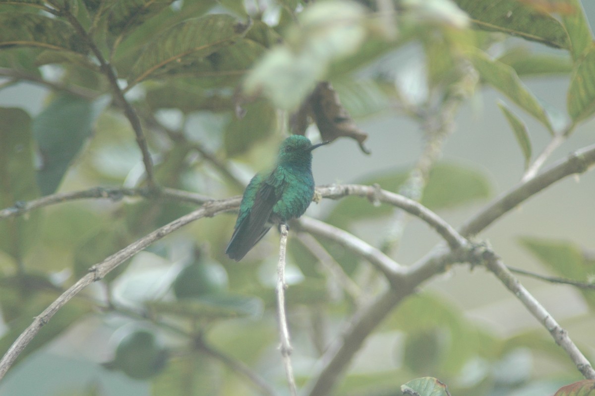 Blue-tailed Emerald - Francisco Sornoza
