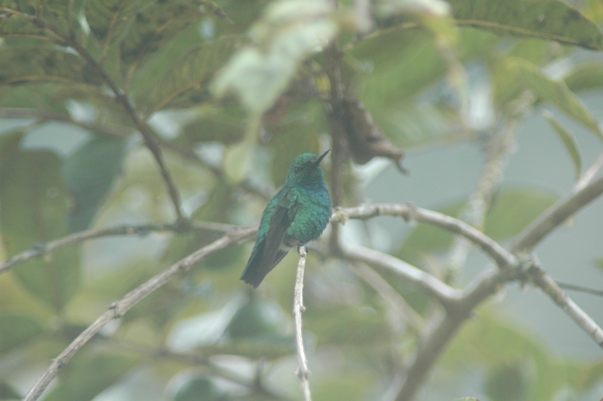 Blue-tailed Emerald - Francisco Sornoza