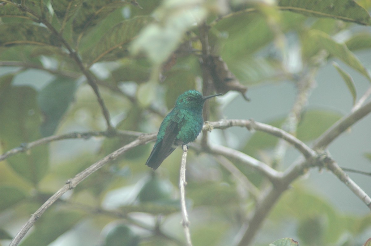 Blue-tailed Emerald - Francisco Sornoza