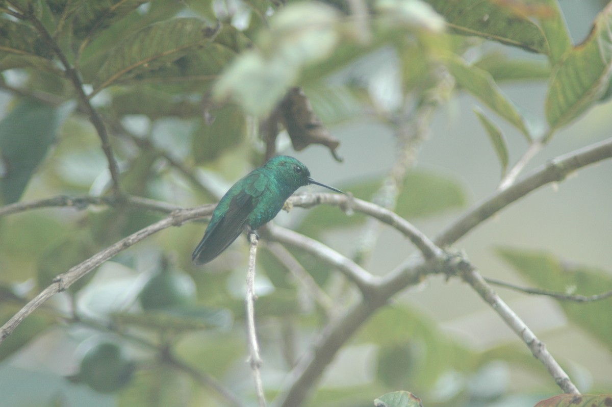 kolibřík modroocasý - ML619644397
