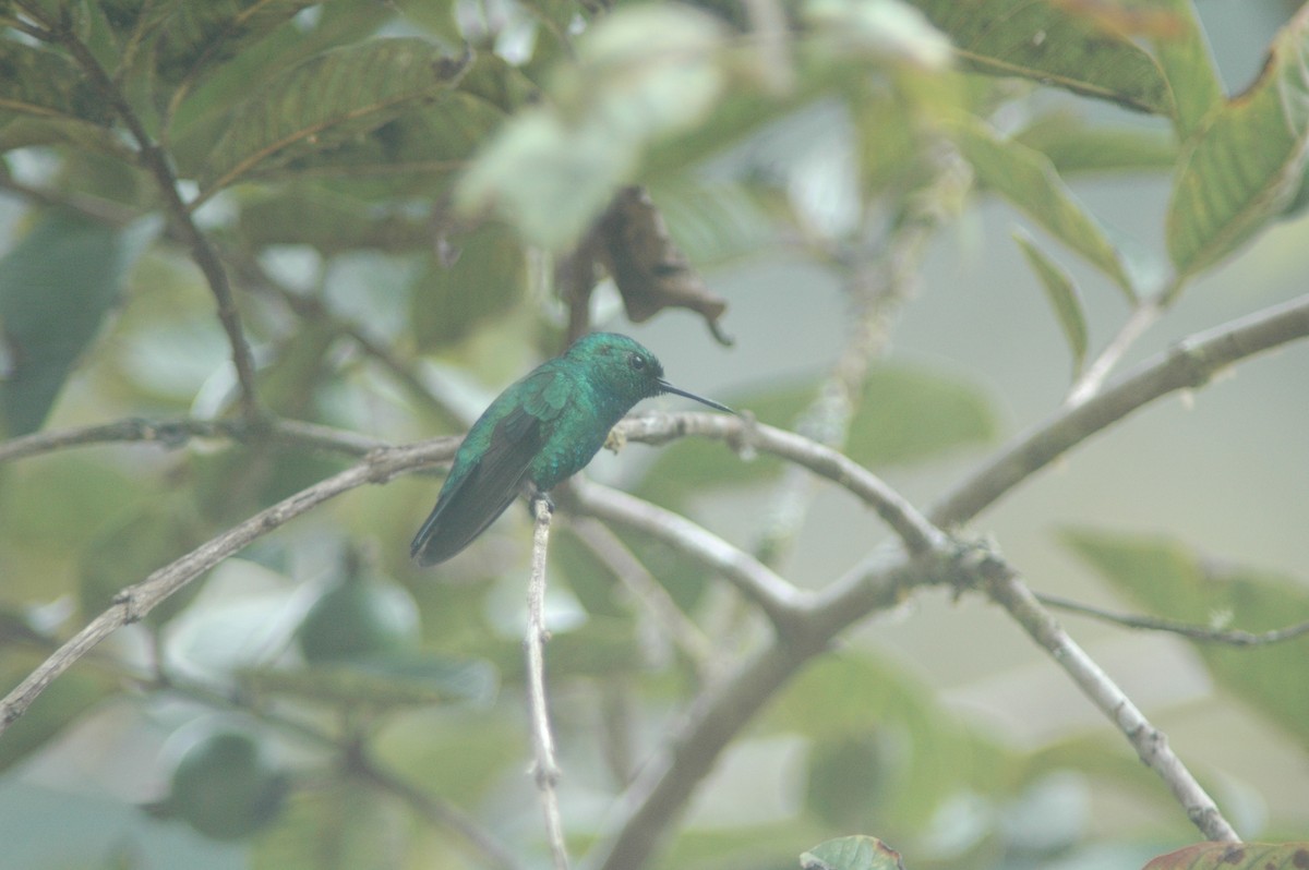 Blue-tailed Emerald - Francisco Sornoza