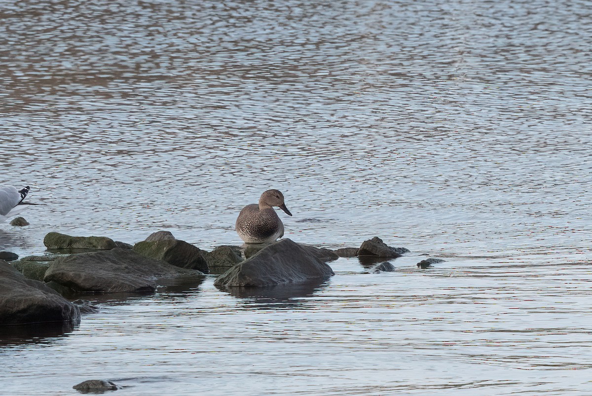 Northern Pintail - Annie Lavoie