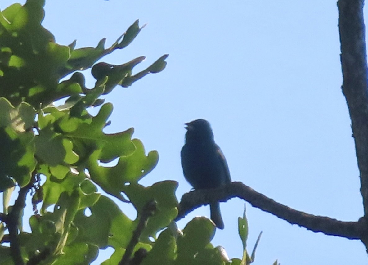 Indigo Bunting - Jennifer Segrest