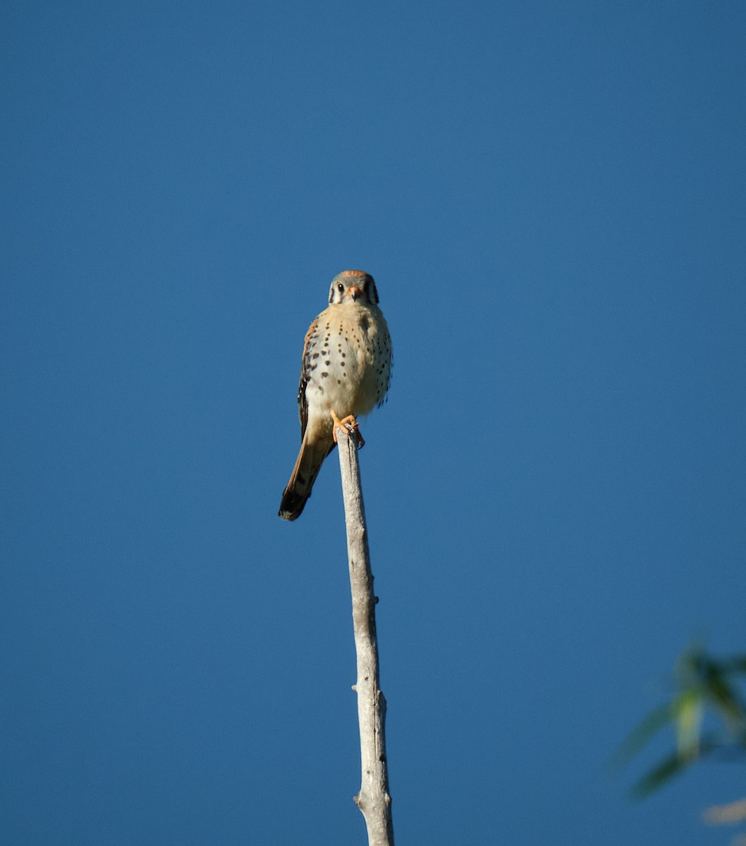 American Kestrel - Chris Nigro