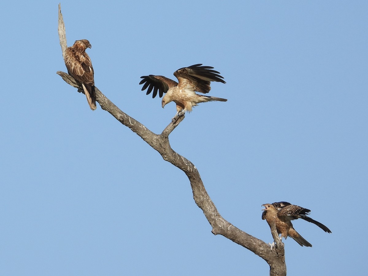 Whistling Kite - Cherri and Peter Gordon