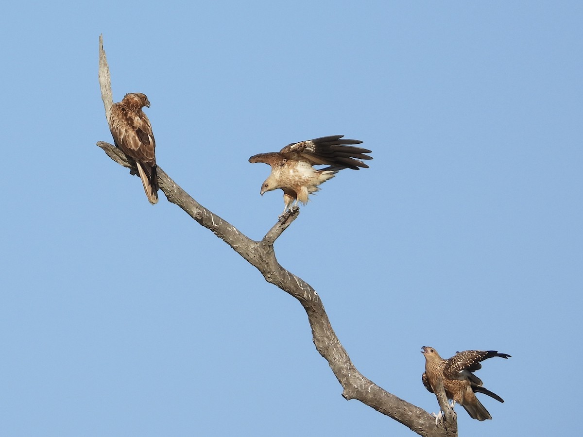 Whistling Kite - Cherri and Peter Gordon