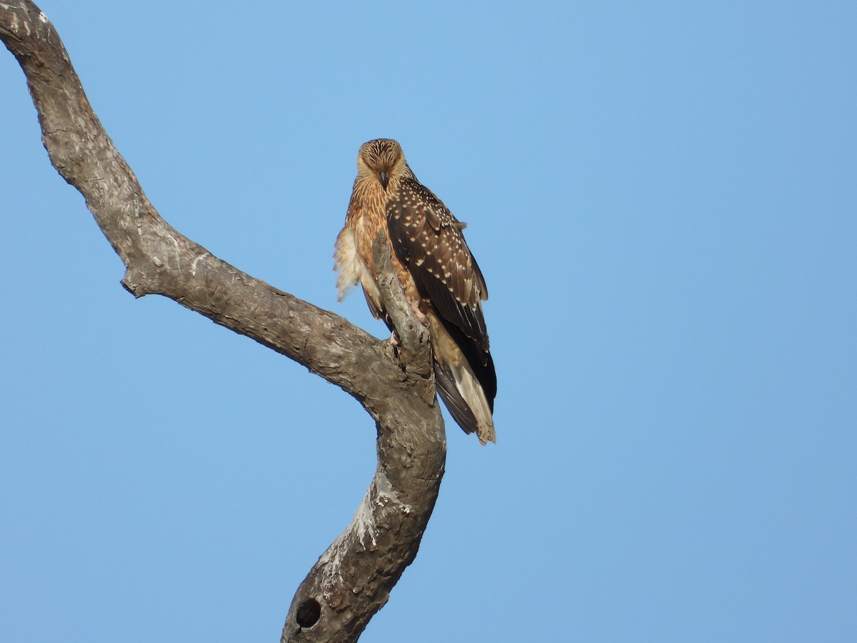 Whistling Kite - Cherri and Peter Gordon