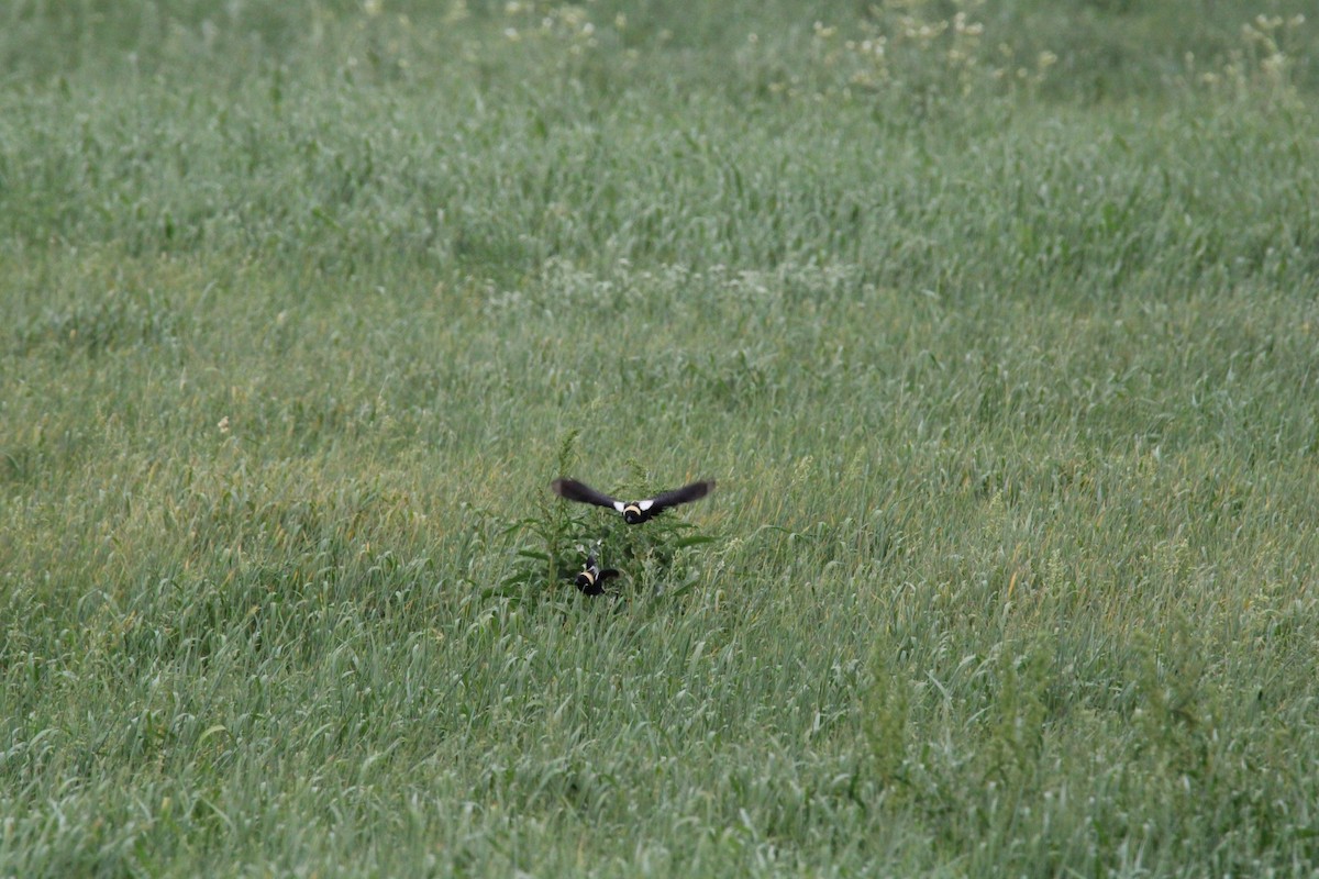 Bobolink - Kevin Wistrom