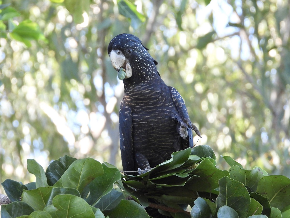 Red-tailed Black-Cockatoo - Cherri and Peter Gordon