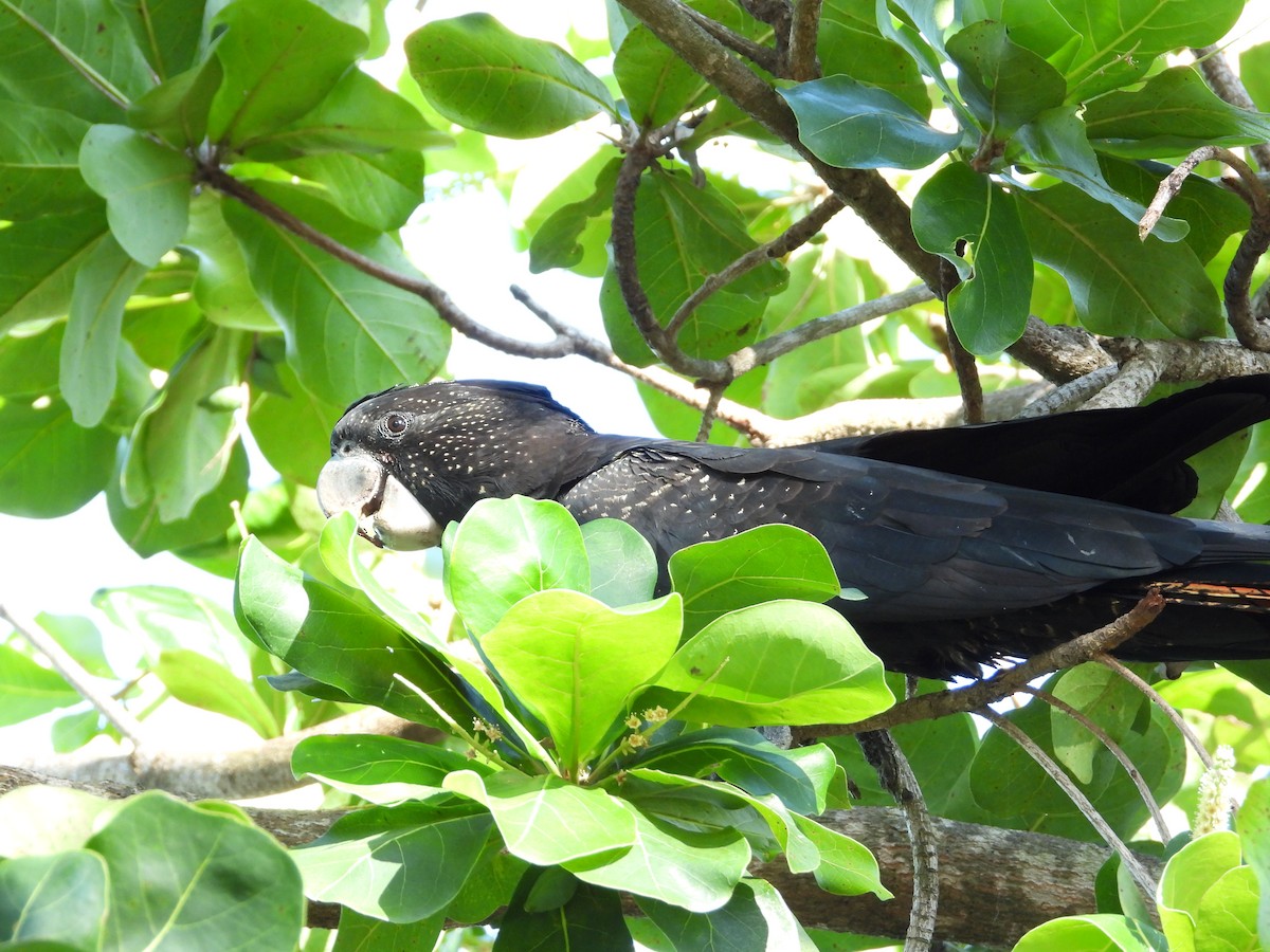 Red-tailed Black-Cockatoo - ML619644431