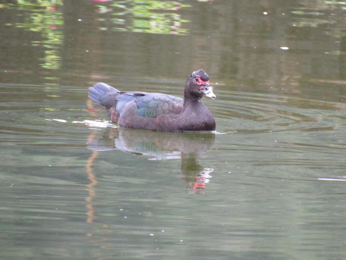 Muscovy Duck (Domestic type) - Marcos Antônio de Souza