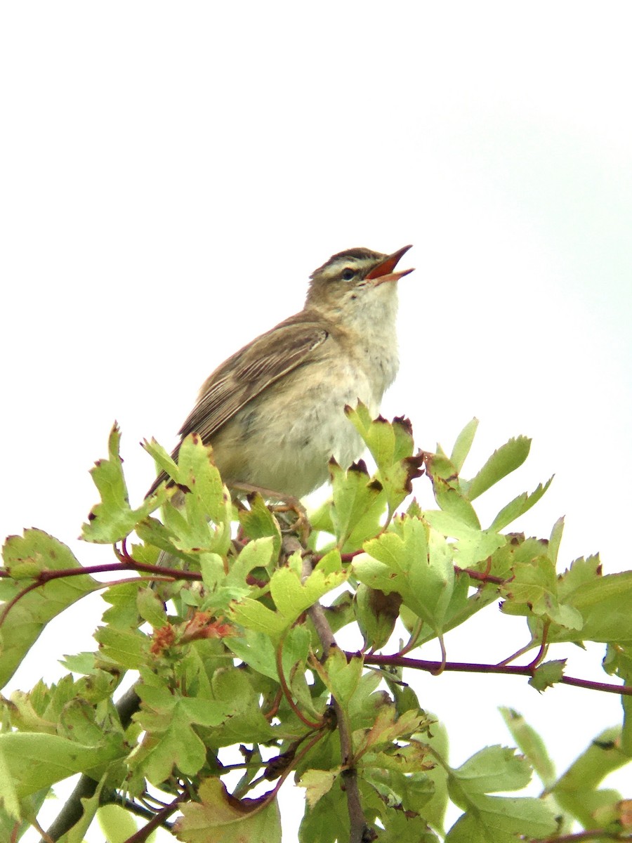 Sedge Warbler - Ronald Moreland