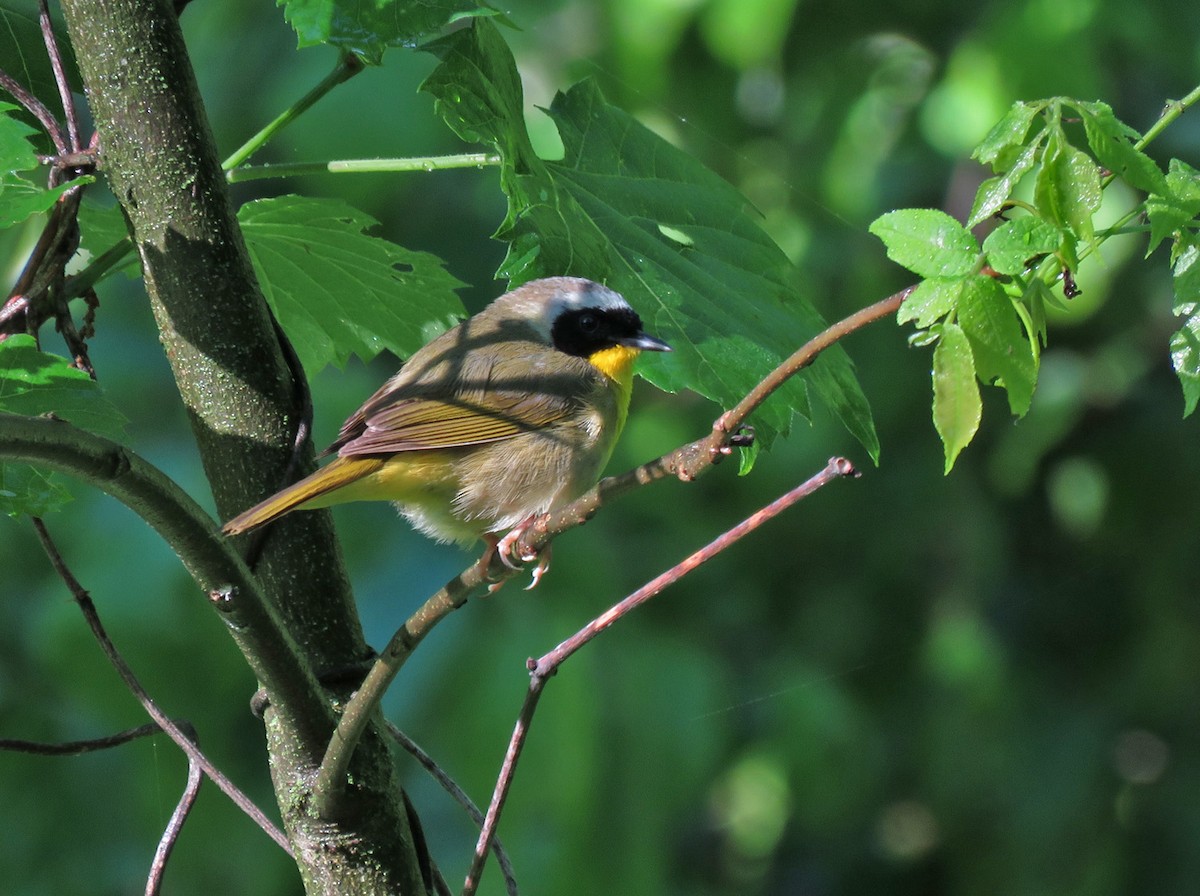 Common Yellowthroat - Thomas Schultz