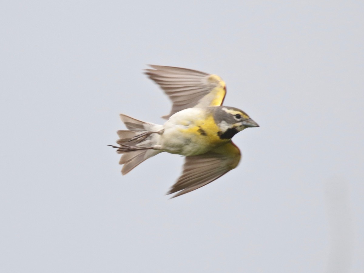 Dickcissel - ML619644437