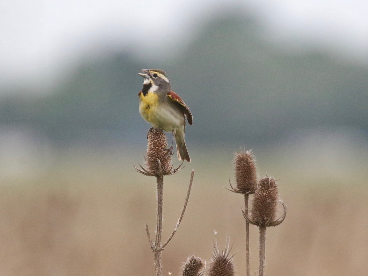 Dickcissel - Paul Jacyk