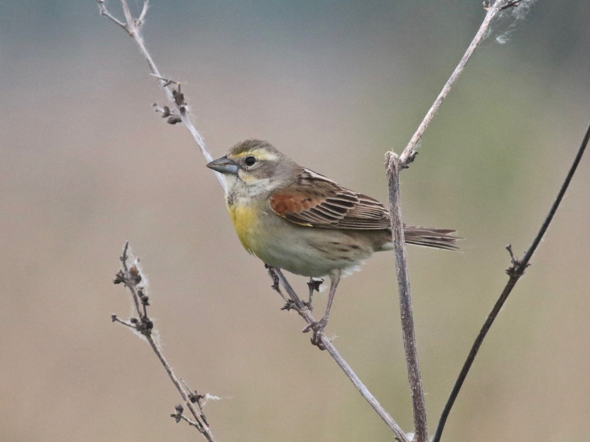 Dickcissel - ML619644442