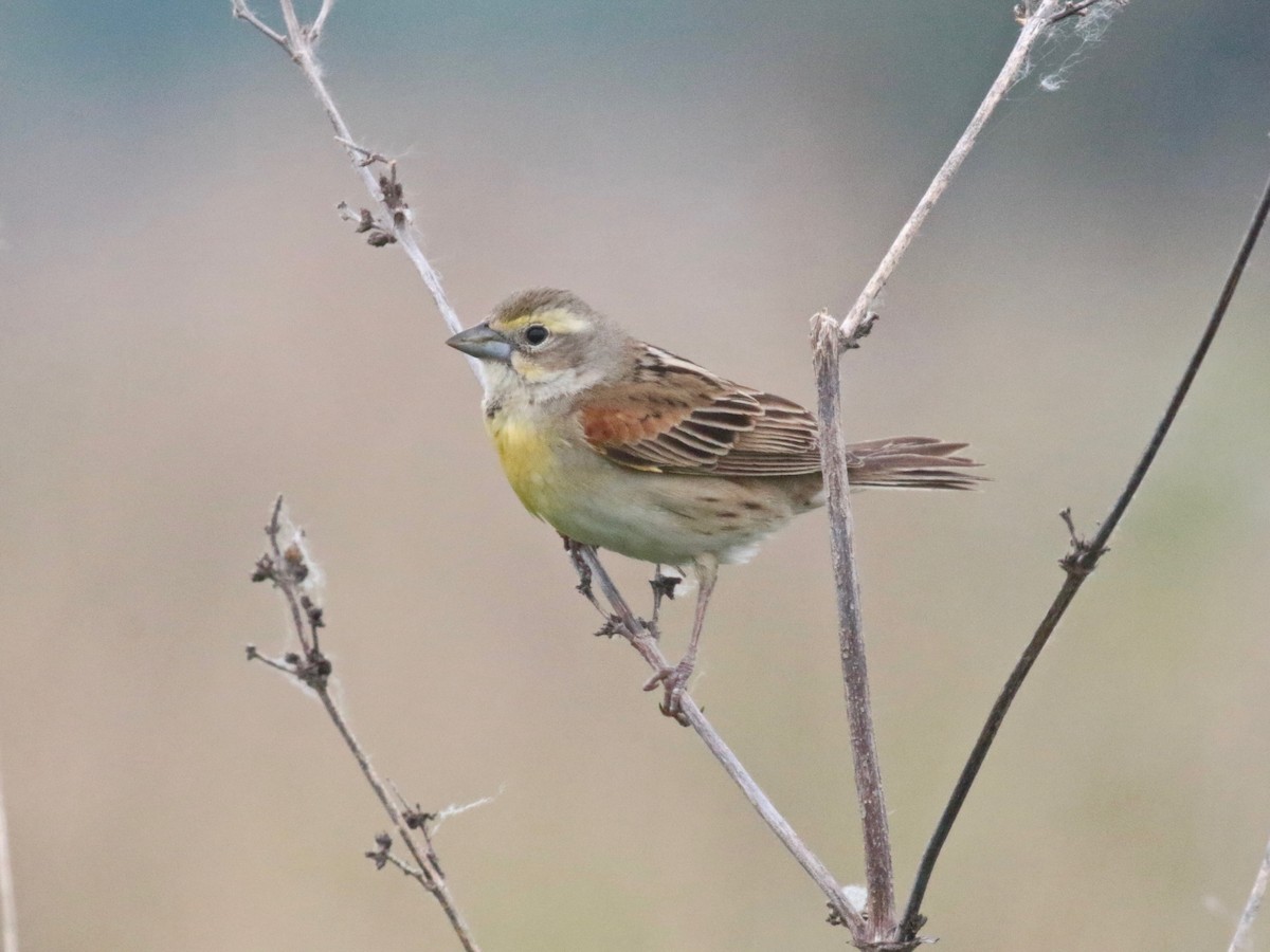 Dickcissel - ML619644443