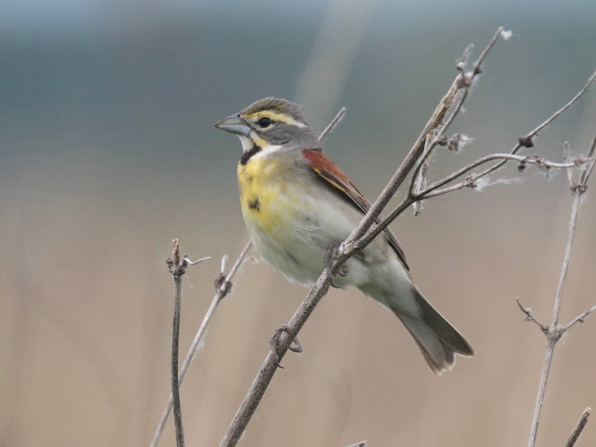 Dickcissel - ML619644445