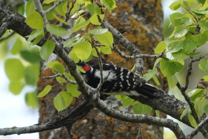 Downy Woodpecker - Robert Holtkamp