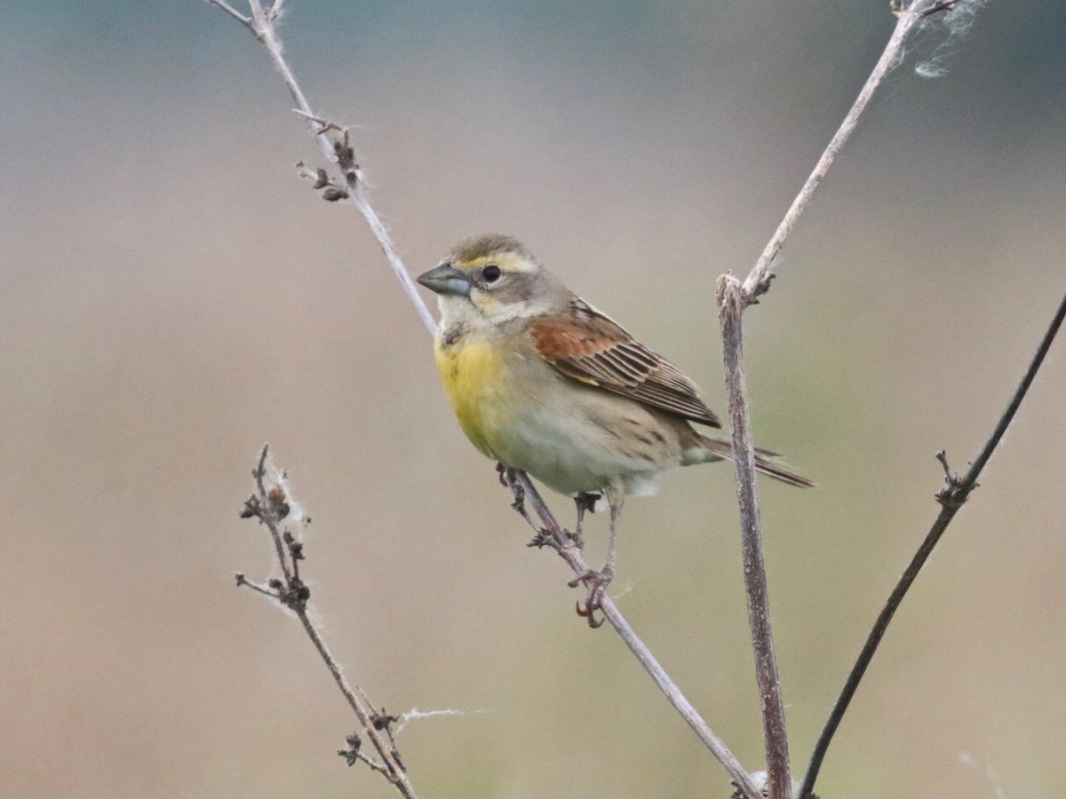 Dickcissel - ML619644447