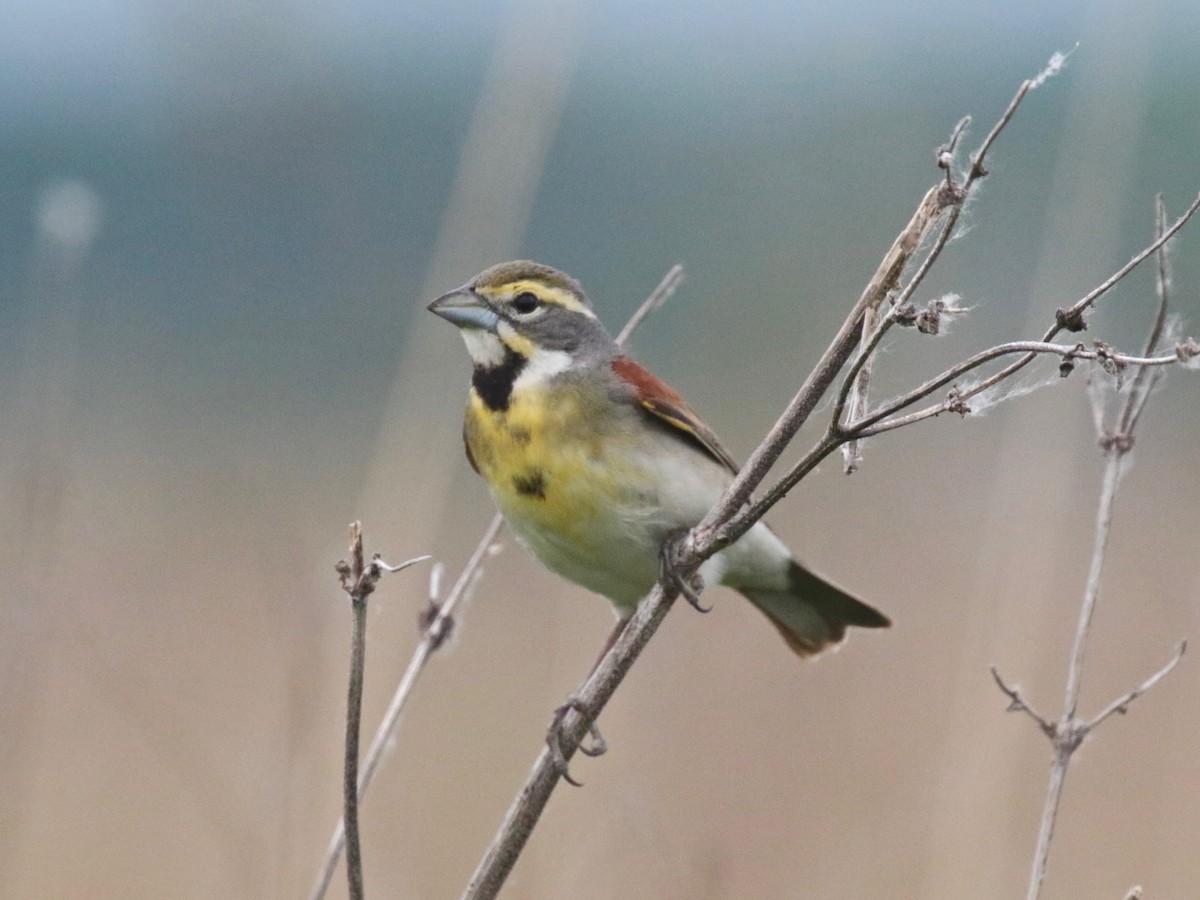 Dickcissel - ML619644448