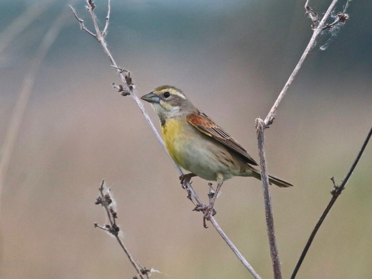 Dickcissel - ML619644449