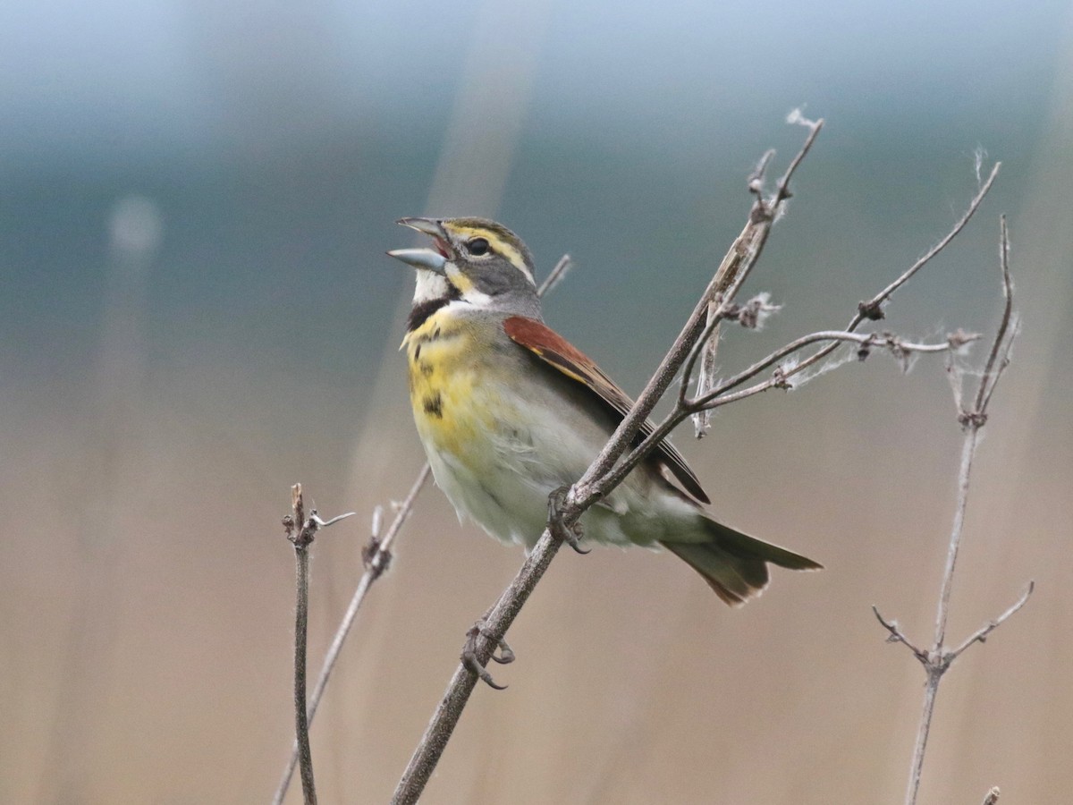 Dickcissel - ML619644450