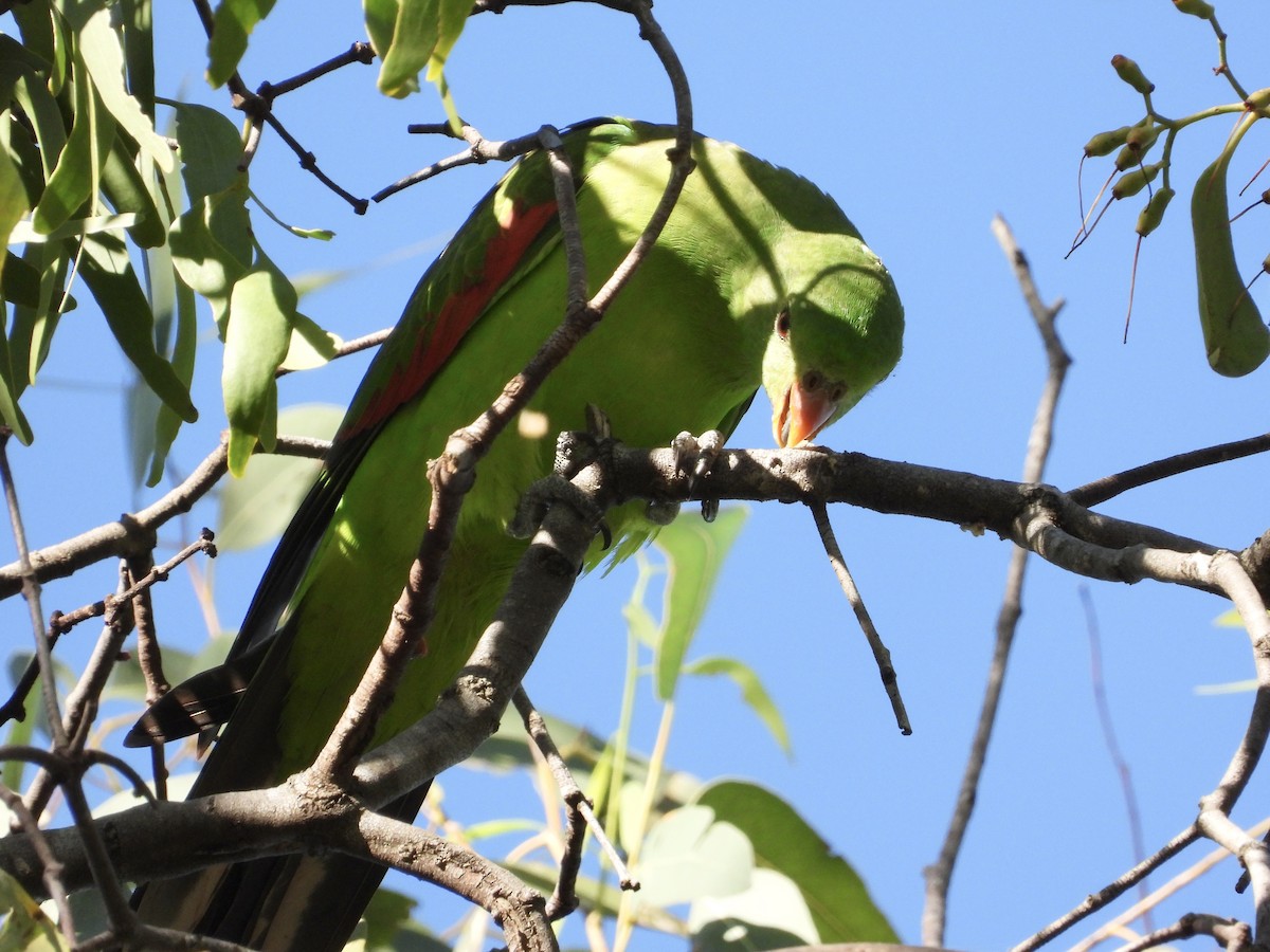 Red-winged Parrot - Cherri and Peter Gordon