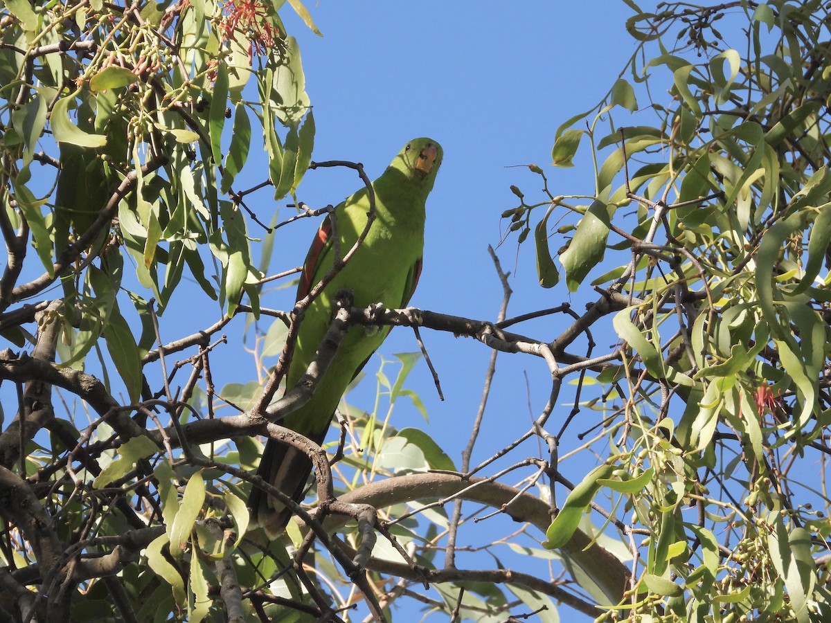 Red-winged Parrot - Cherri and Peter Gordon