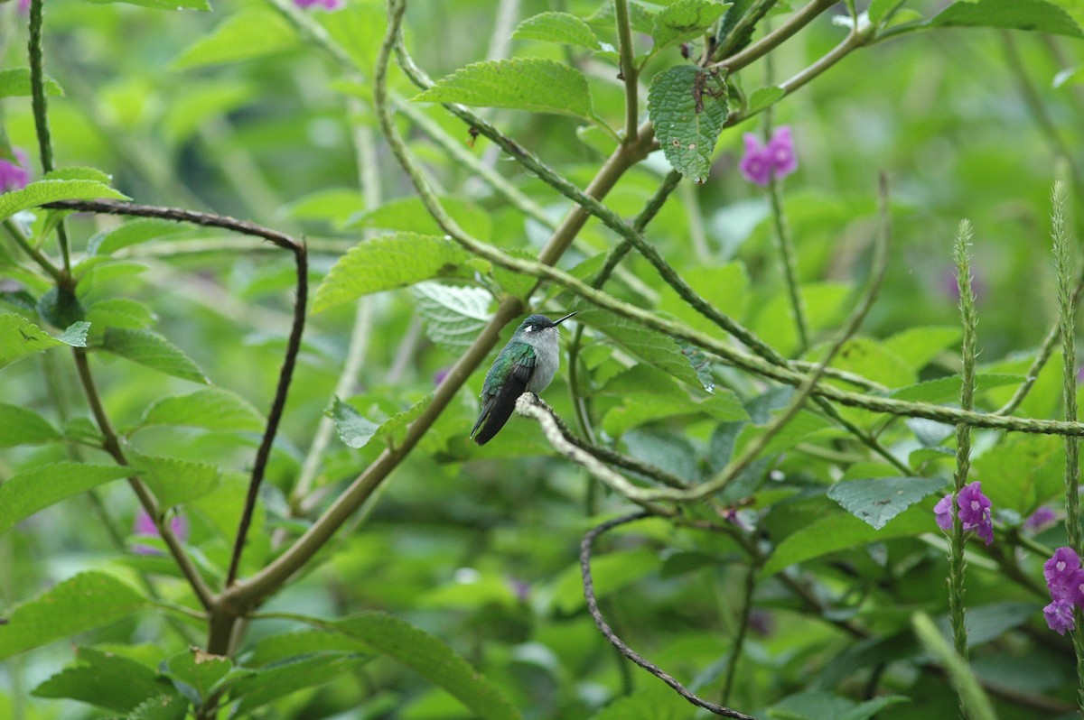 Violet-headed Hummingbird - Francisco Sornoza