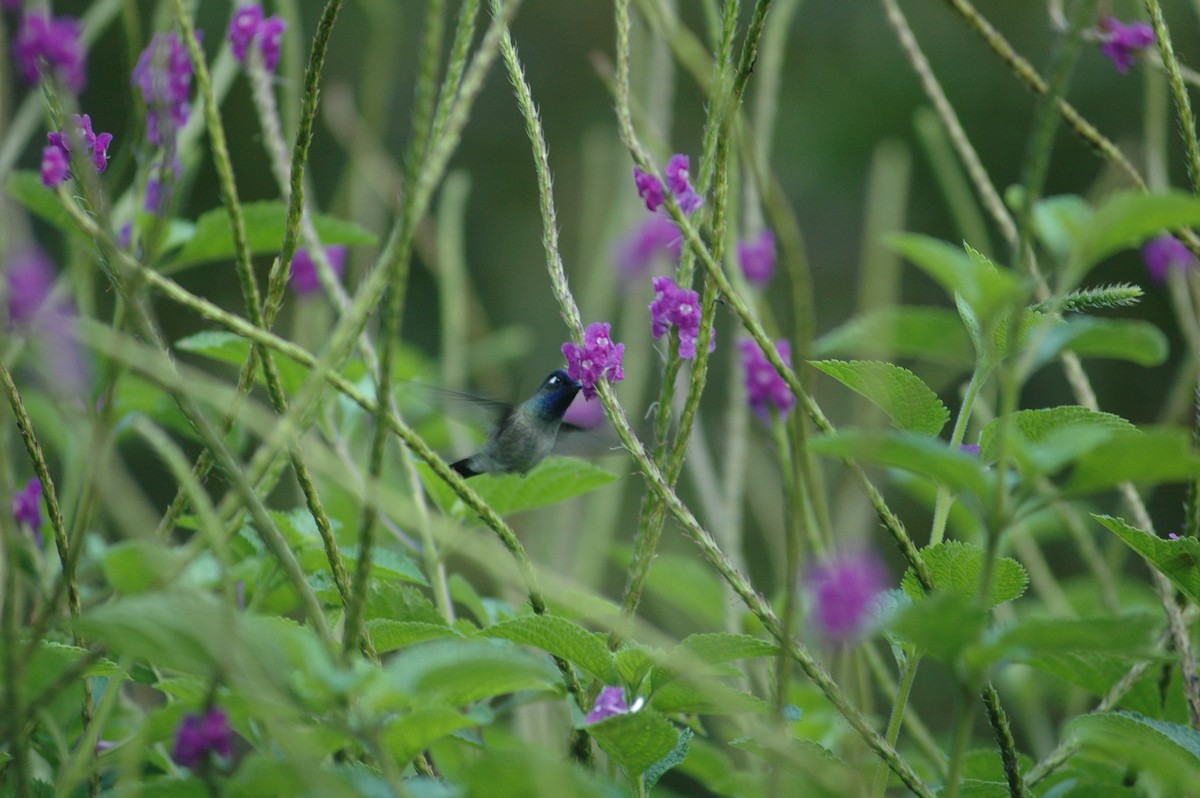 Colibri à tête violette - ML619644462