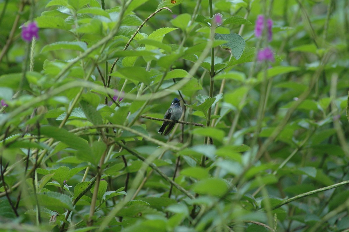 Violet-headed Hummingbird - Francisco Sornoza