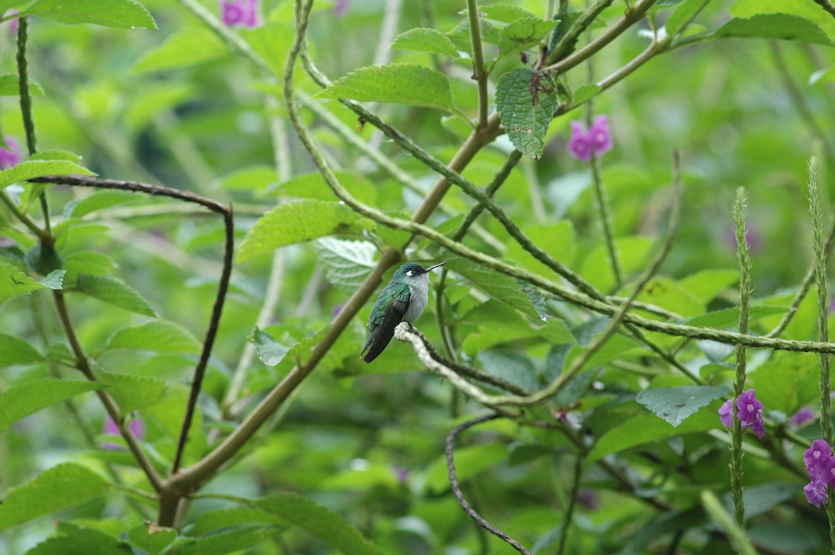 Violet-headed Hummingbird - Francisco Sornoza