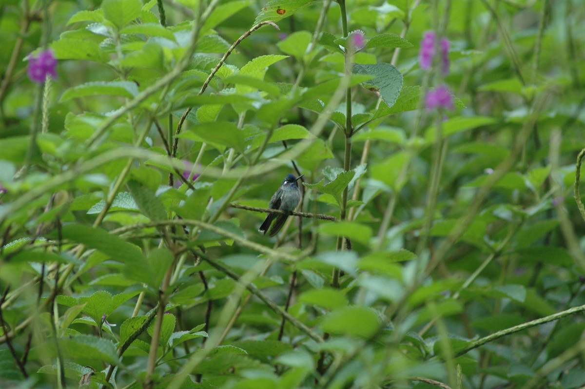 Violet-headed Hummingbird - Francisco Sornoza