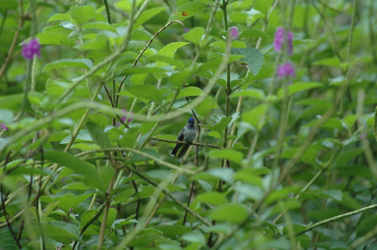 Violet-headed Hummingbird - Francisco Sornoza