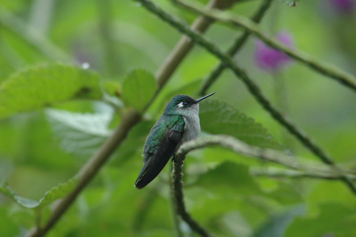 Violet-headed Hummingbird - Francisco Sornoza