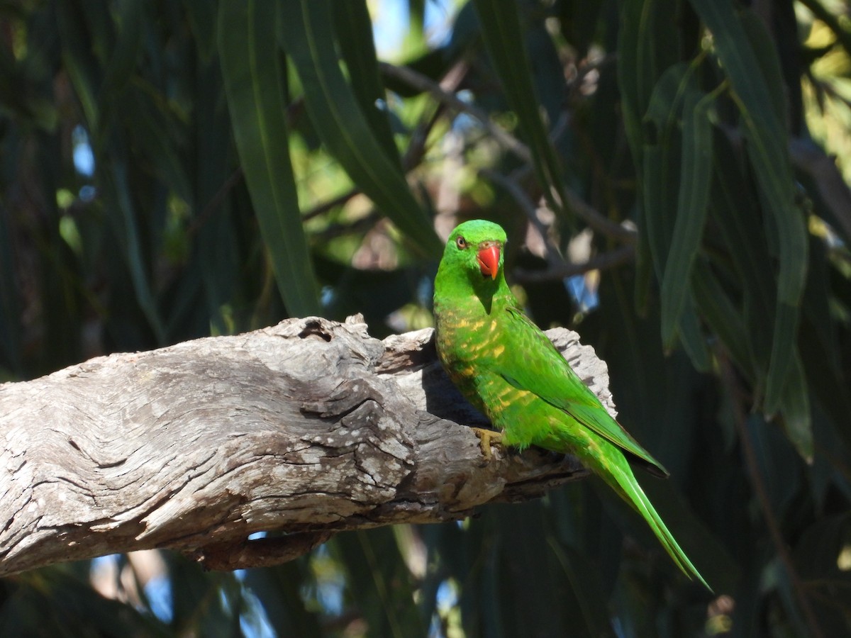 Scaly-breasted Lorikeet - Cherri and Peter Gordon